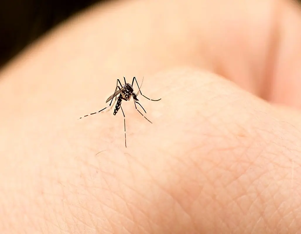 با این 3 ترفند دیگه هیچ پشه ای نیشت نمی زنه/راهکار دفع پشه!