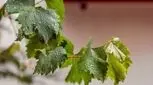 درمان معده‌درد با برگ انگور

