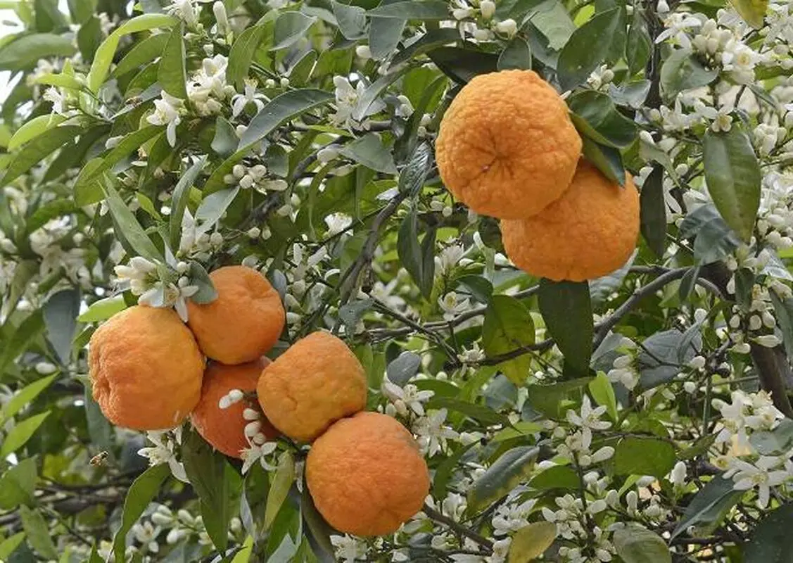 میوه‌ای با خواص فراوان/ از کاهش وزن تا درمان سرطان 
