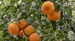 میوه‌ای با خواص فراوان/ از کاهش وزن تا درمان سرطان 