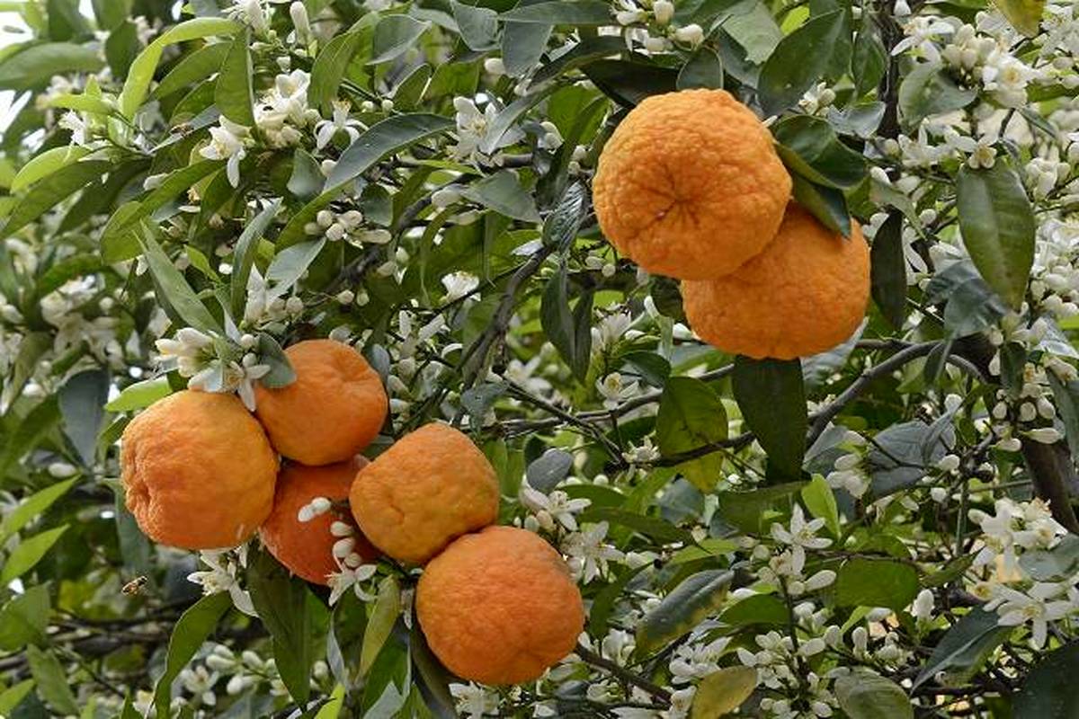میوه‌ای با خواص فراوان/ از کاهش وزن تا درمان سرطان 