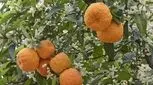 میوه‌ای با خواص فراوان/ از کاهش وزن تا درمان سرطان 