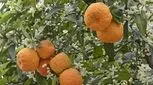 میوه‌ای با خواص فراوان/ از کاهش وزن تا درمان سرطان 