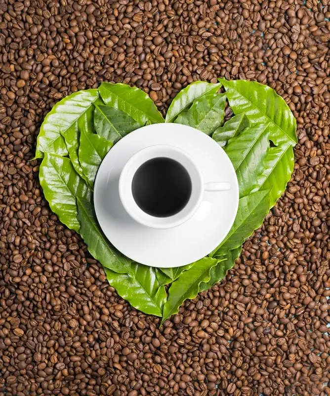 مقایسه چای و قهوه، محبوب شما کدام است؟