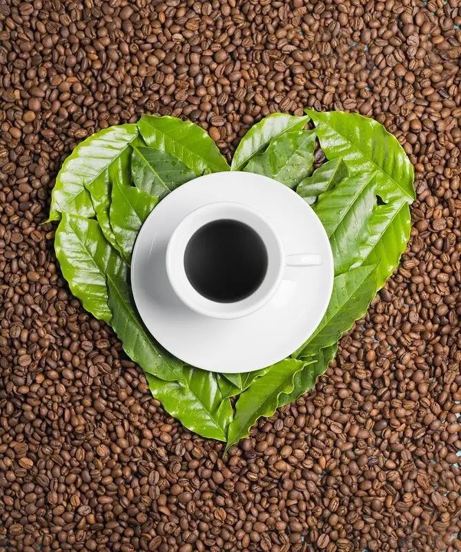 مقایسه چای و قهوه، محبوب شما کدام است؟