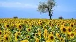تخمه آفتابگردان برای کبد چرب و دیابت مفید است!!