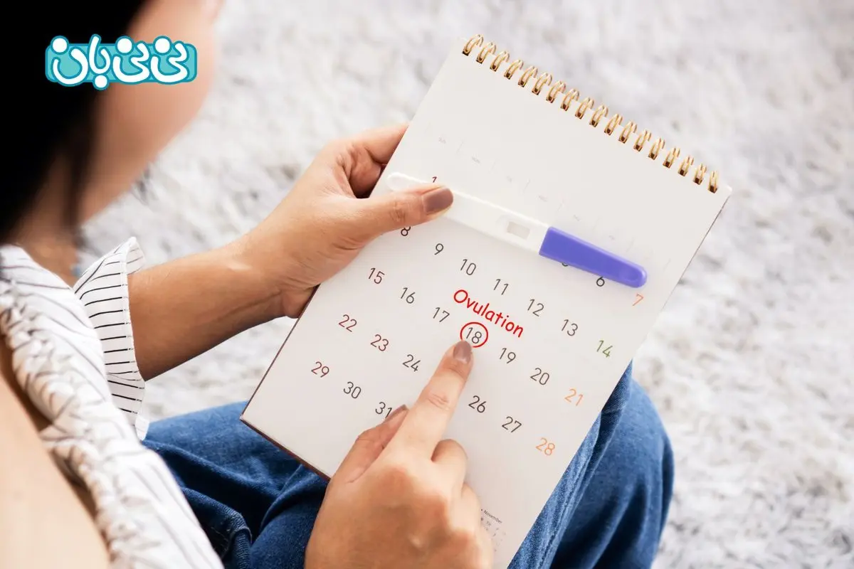 چند روز بعد از پریود اقدام به بارداری کنم؟ بهترین زمان + جدول شانس بارداری پس از پریود