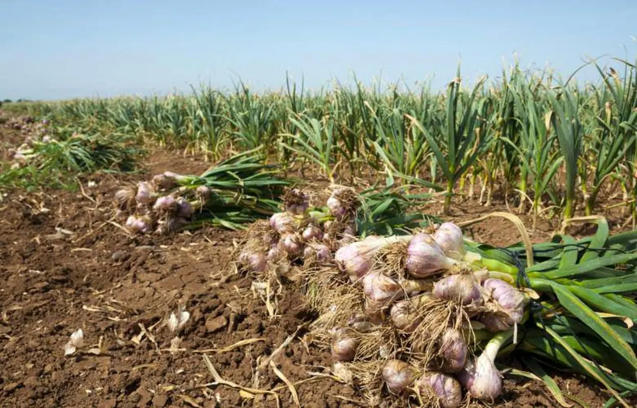 سیر را ناشتا بخورید 