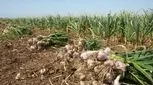 سیر را ناشتا بخورید 