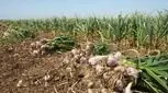 سیر را ناشتا بخورید 