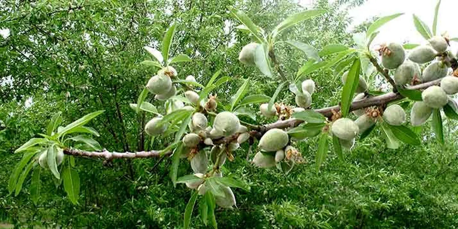 تقویت سیستم ایمنی بدن با بادام درختی