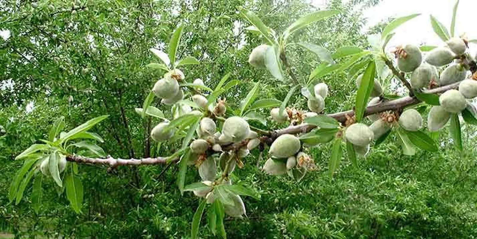 تقویت سیستم ایمنی بدن با بادام درختی