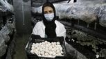 یک پیشنهاد برای گیاه‌خواران/ ویتامین D بدن‌تان را با این ماده غذایی تامین کنید

