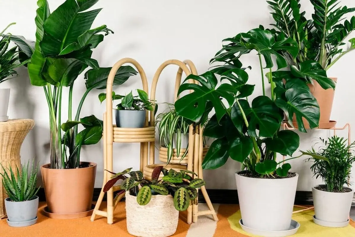 گیاهان آپارتمانی رویایی که به خانه شما روح میبخشند!