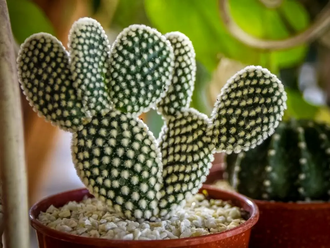 نکات اصولی نگهداری از کاکتوس!