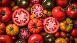 خوردن گوجه فرنگی برای این افراد ضرر دارد؛ ۵ عارضه مهم 