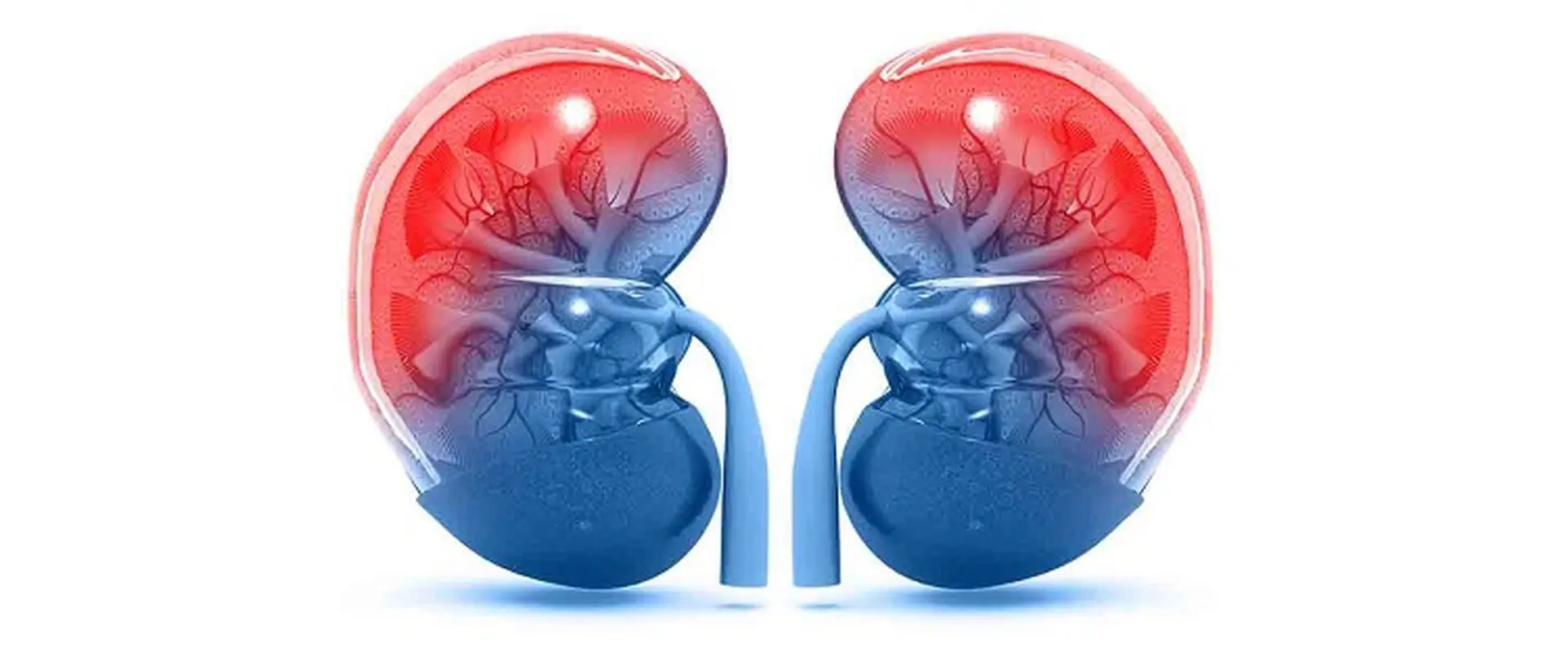 هر آنچه باید در خصوص عفونت کلیه بدانید