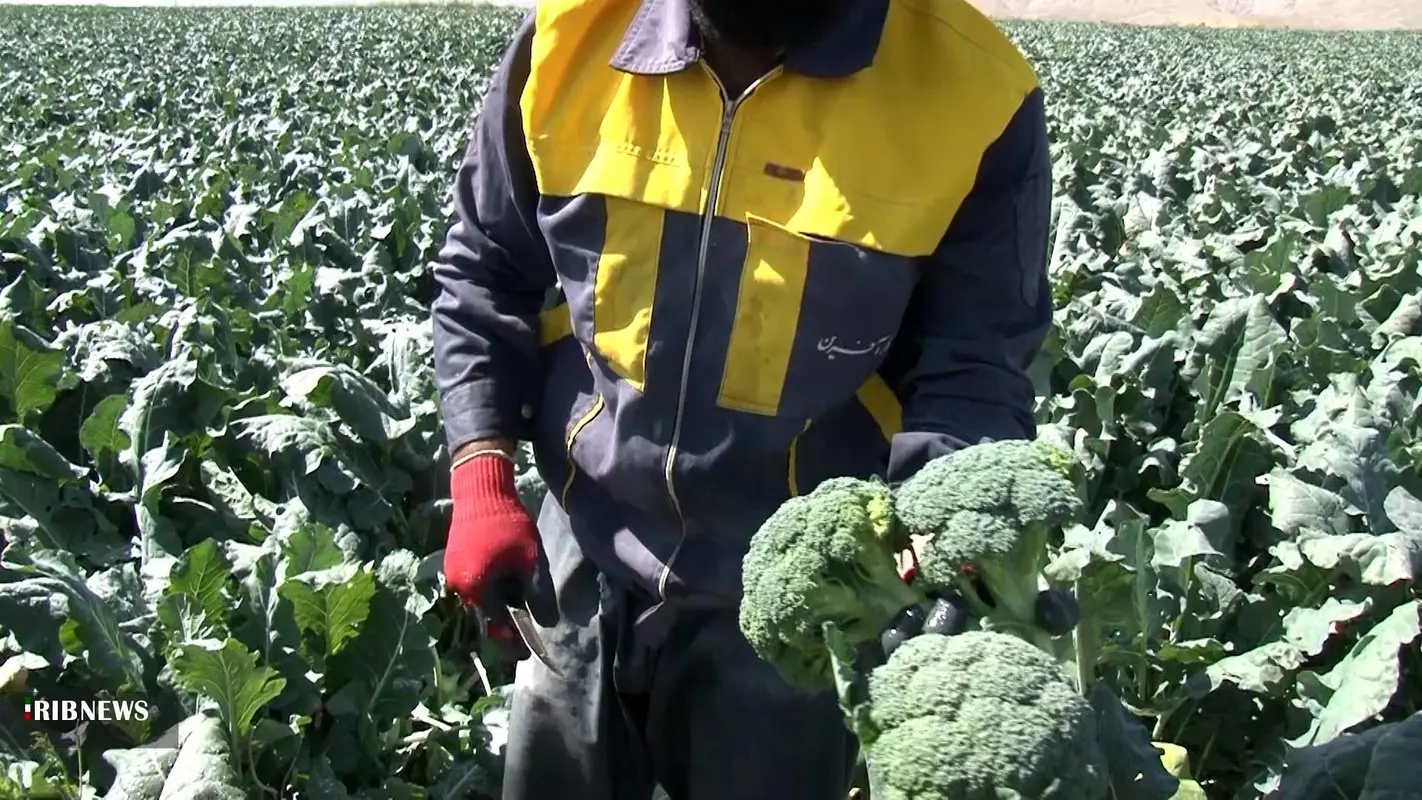 نقش موثر کلم بروکلی در کاهش قند خون