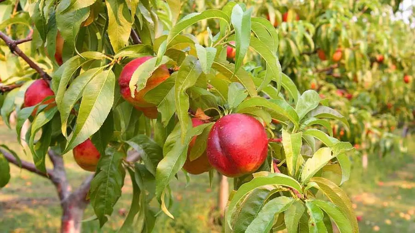 این میوه خودش خیلی مفید است اما هسته‌اش باعث مرگ ‌می‌شود