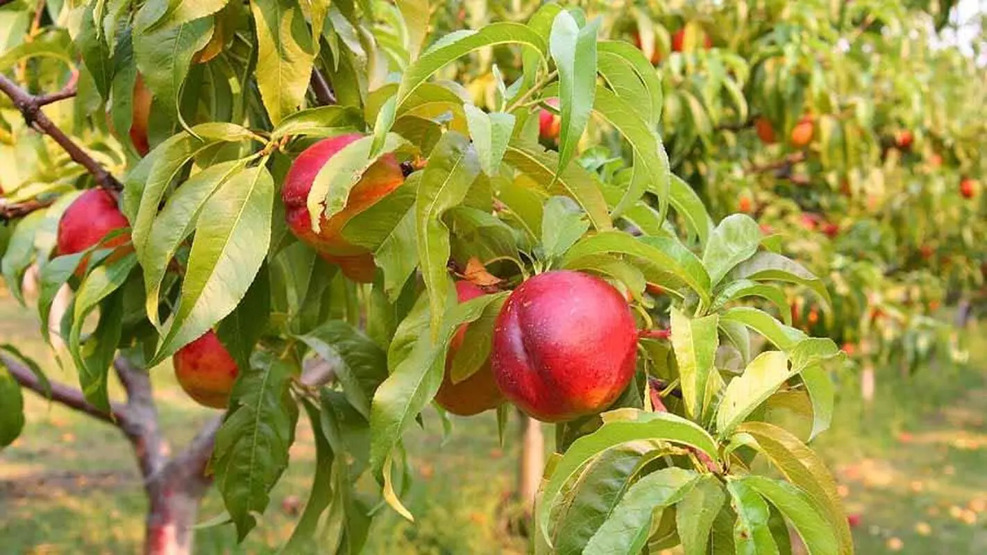این میوه خودش خیلی مفید است اما هسته‌اش باعث مرگ ‌می‌شود