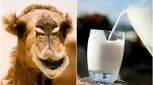 شیر شتر بهتر است یا شیر گاو؟