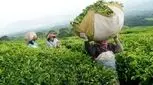 با چای سبز کلسترول و تری گلیسیرید را کنترل کنید
