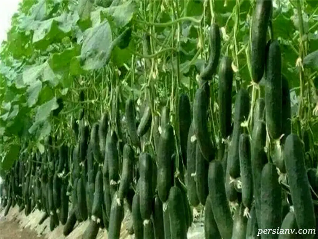 این میوه یک گزینه عالی برای لاغری است