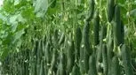 این میوه یک گزینه عالی برای لاغری است