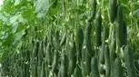 این میوه یک گزینه عالی برای لاغری است