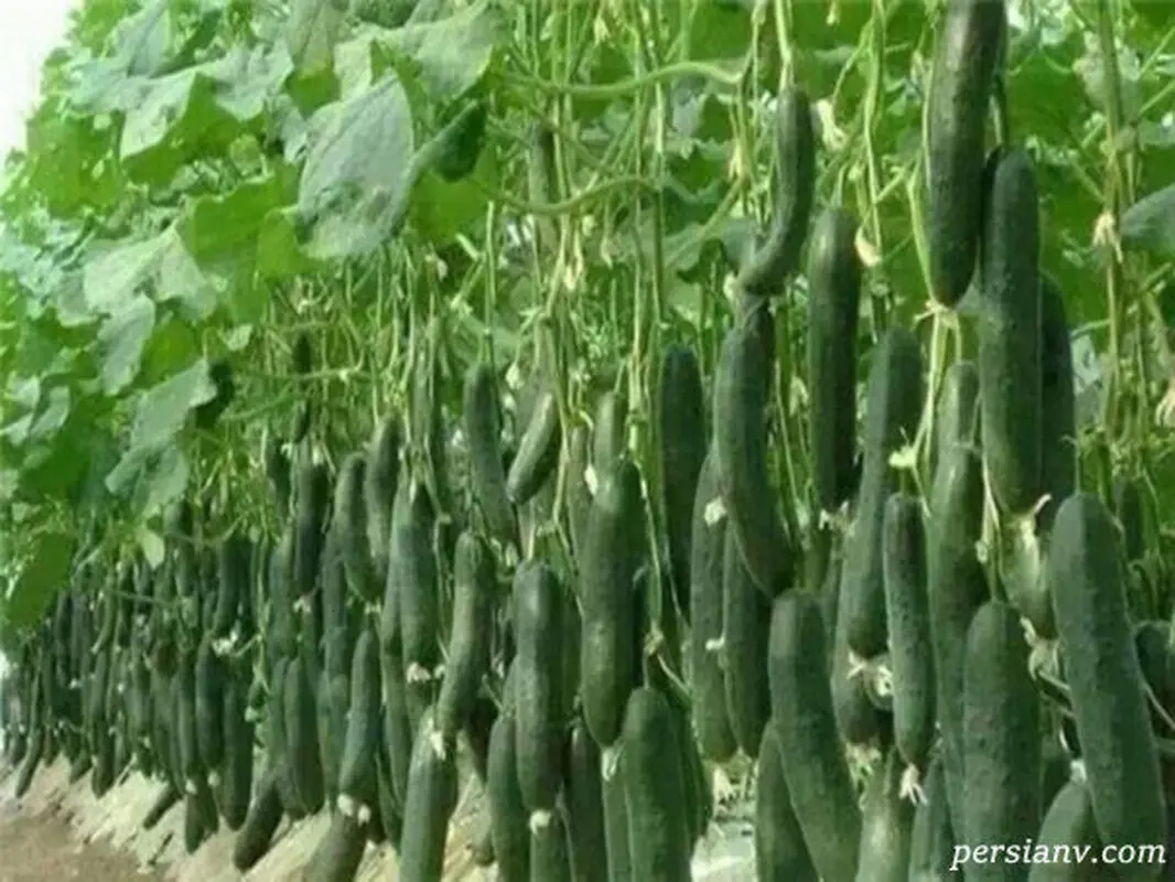 این میوه یک گزینه عالی برای لاغری است