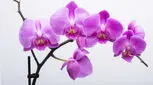 آشنایی با یک گیاه فوق العاده زیبای آپارتمانی (عکس)