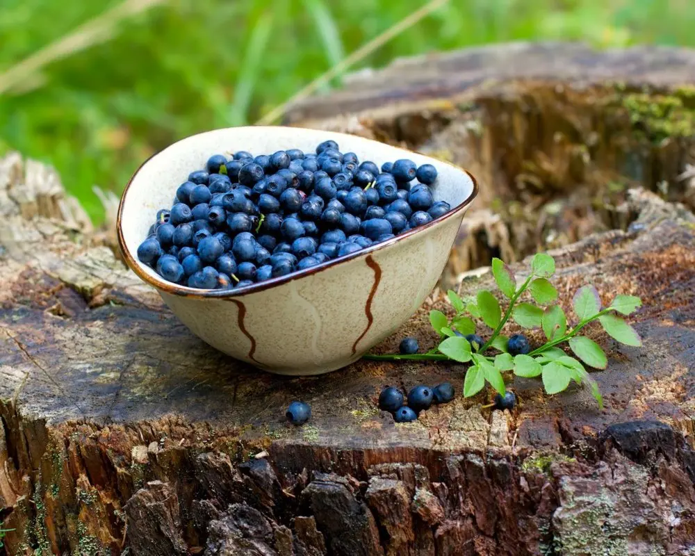 مصرف روزانه تمشک آبی چه تغییراتی در بدن ایجاد می‌کند؟