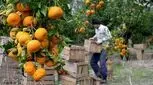 نارنگی با بدن چه می‌کند؟