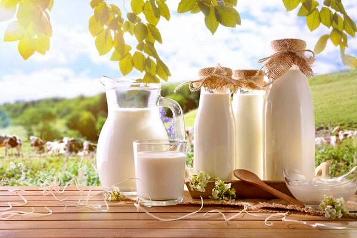 اطلاعیه سازمان غذا و دارو اطلاعیه/ شیرهای پاستوریزه آلودگی ندارد 