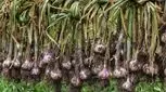 سیر را چگونه مصرف کنیم که خاصیتش را از دست ندهد؟