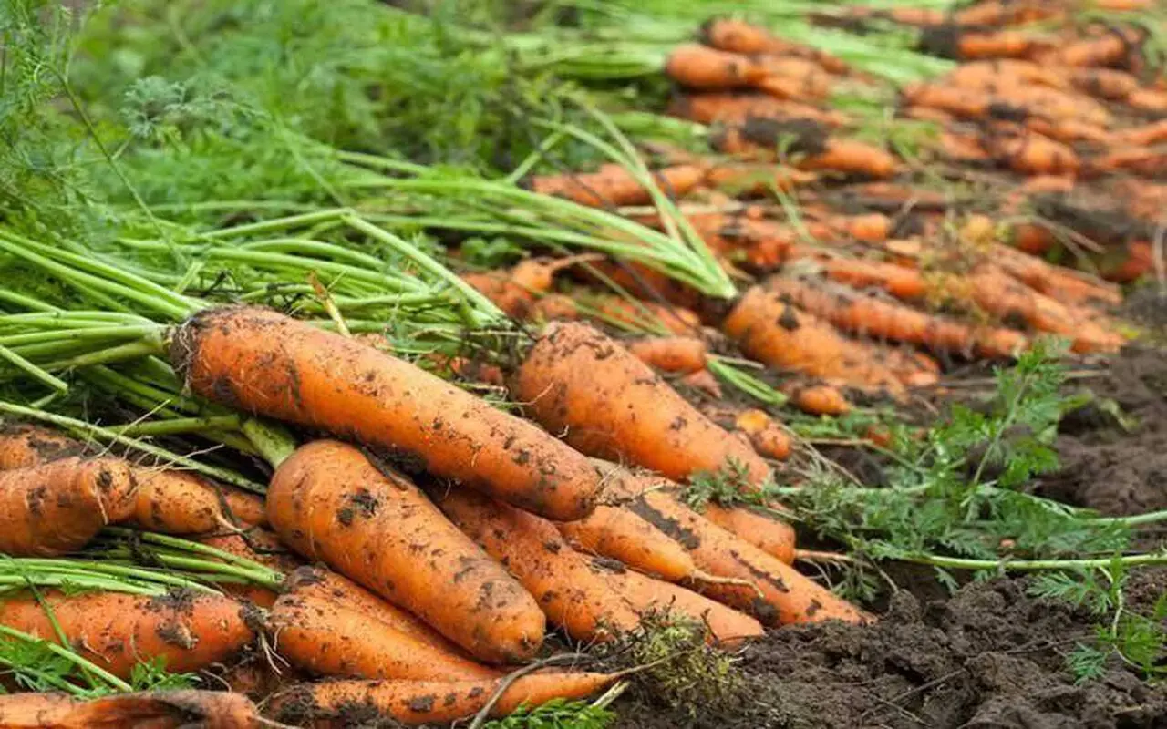 آب‌ هویج، هویج بستنی و هویج پلو کدام کم کالری‌ترند؟