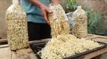 طرز تهیه جوانه ماش در خانه به صورت طبیعی