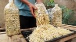 طرز تهیه جوانه ماش در خانه به صورت طبیعی